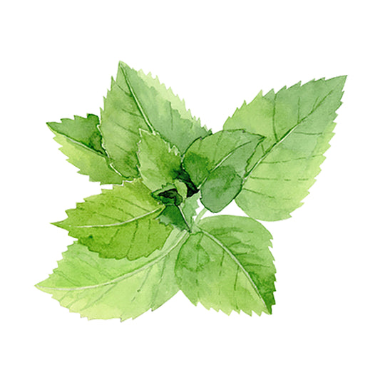 Peppermint Essential Oil