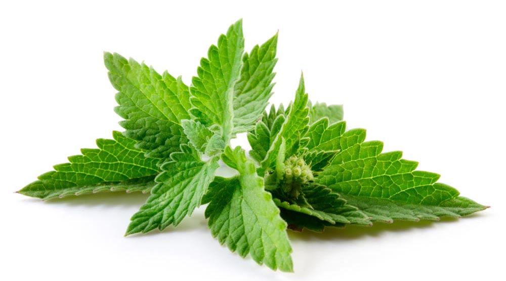 Peppermint Essential Oil - 16oz