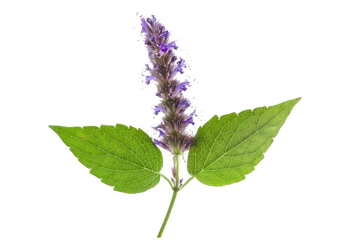 Patchouli Essential Oil - 16oz
