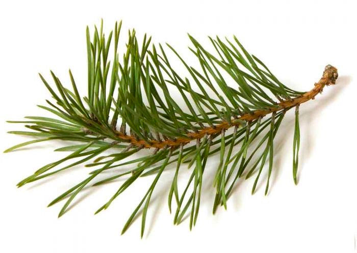 Pine Needle Essential Oil - 16oz