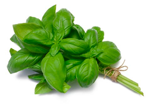 Basil Essential Oil - 16oz