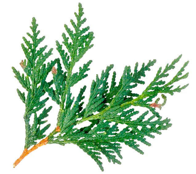 Cypress Essential Oil - 16oz