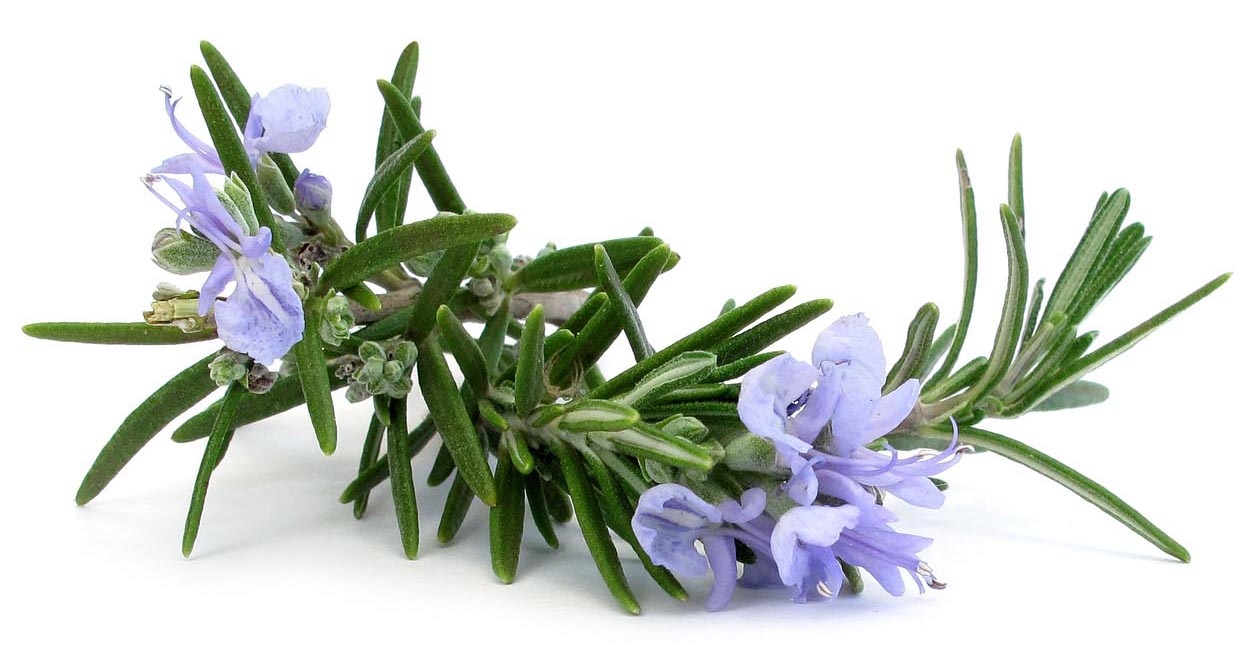 Rosemary Essential Oil - 16oz