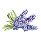 Lavender & Rosemary Essential Oil Blend