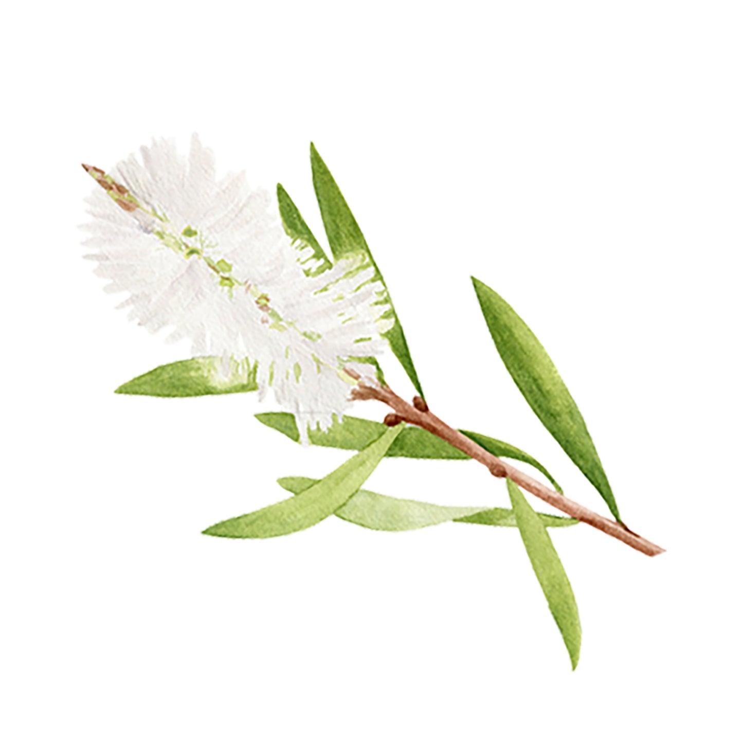 Tea Tree Essential Oil