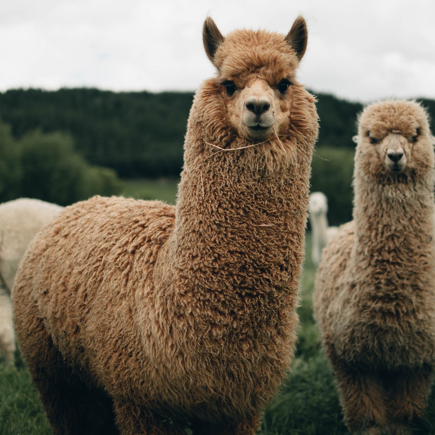 Alpaca fleece wool dryer balls - pack of 10 – refillwholesale