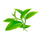 Tea Tree Essential Oil - 16oz